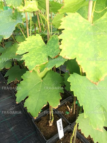 Bortermő szőlő Dienal, Vitis vinifera, kont. 1 l