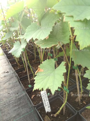 Bortermő szőlő Saszienka Leonowa, Vitis vinifera, kont. 1l