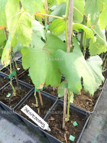 Bortermő szőlő Biespodobnyj, Vitis vinifera, kont. 1 l