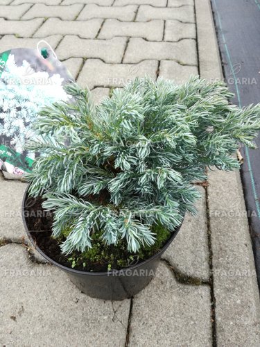 Szavára álciprus  Blue Planet, Chamaecyparis pisifera, 20 – 30 cm, kont. 3l