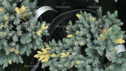 Nepáli boróka Floreant, Juniperus squamata, 20 – 25 cm, kont. 3l