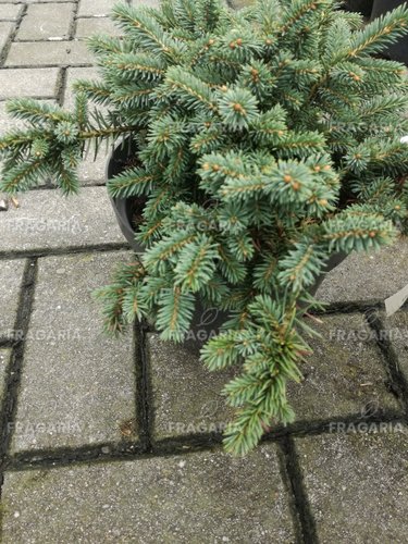 Ezüstfenyő  Sonia, Picea pungens 25 - 35 cm, kont. 3l