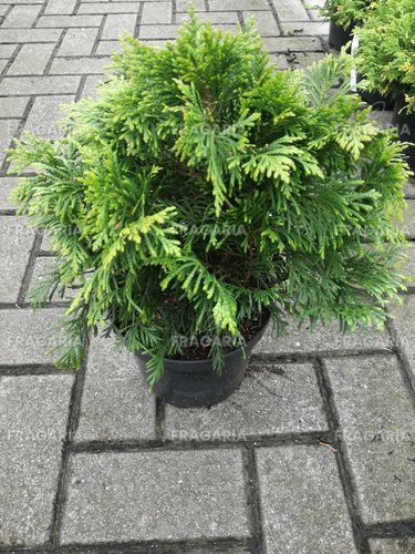 Fonalas tuja Eschrichs grüne Kugel, Thuja plicata 25 - 30 cm, kont. 3l