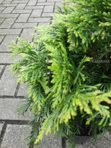 Fonalas tuja Eschrichs grüne Kugel, Thuja plicata 25 - 30 cm, kont. 3l