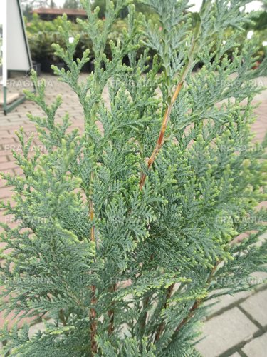 Oregoni hamisciprus Columnaris, Chamaecyparis lawsoniana, 40 - 60 cm, kont. 3l