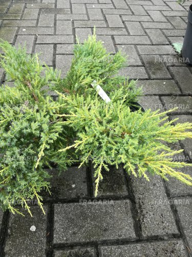 Henye Bóroka Andorra variegata Juniperus horizontalis  20 - 30 cm, kont. 3l