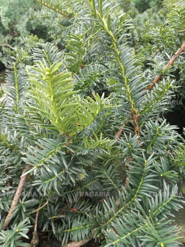 Közönséges tiszafa Semperaurea, Taxus baccata 40 - 50 cm, kont. 3l