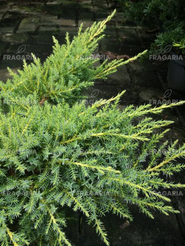 Boróka pfitzeriana Dierks Goldpfitzer , Juniperus x pfitzeriana 50 - 60 cm, kont. 3l