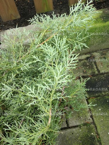 Virginiai Boróka Hetz, Juniperus virginiana 50 - 60 cm, kont. 3l