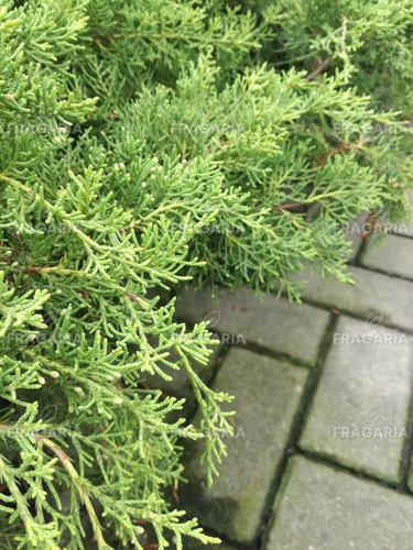 Terülő boróka  Mordigan Gold Juniperus × media, 40 – 50 cm, kont. 3l