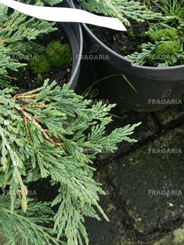 Henye bóroka  Pancake, Juniperus horizontalis 20 - 25 cm, kont. 3l