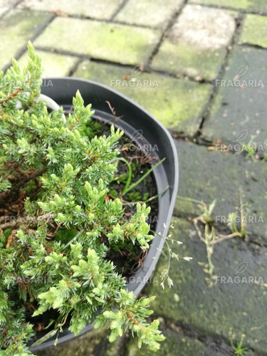 Közönséges boróka Anna Maria, Juniperus communis 10 - 20 cm, kont. 3l