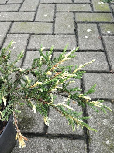 Közönséges boróka Spotty Spreader, Juniperus communis 15 - 20 cm, kont. 3l