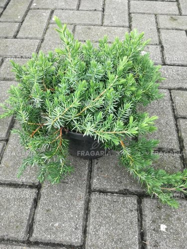 Föveny Boróka Blue Pacific, Juniperus conferta 30 - 40 cm, kont. 3l