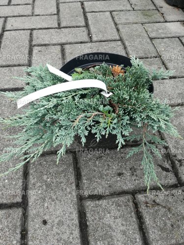 Henye Bóroka Ice Blue, Juniperus horizontalis, kont. 3l, 10–15 cm