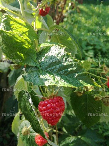 Málna Delniwa, Rubus idaeus 10 - 20 cm kont. 1l