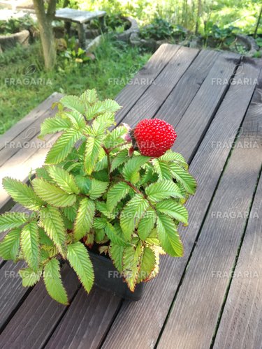 Japán szamócamálna Rubus illecebrosus, kont. 1l