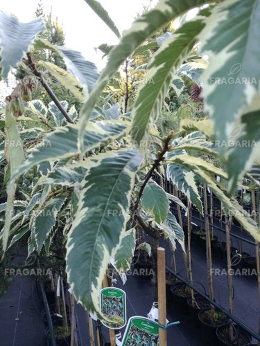 Szelídgesztenye Variegata, Castanea sativa, 130 – 160 cm, kont. 5 l