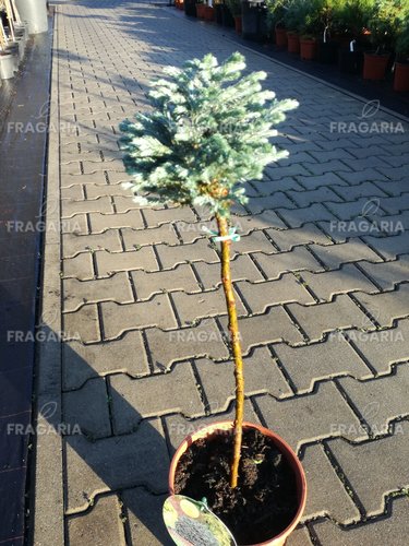 Szavára álciprus Blue Moon, Chamaecyparis pisifera 45 - 50 cm Törzsre, kont. 3l