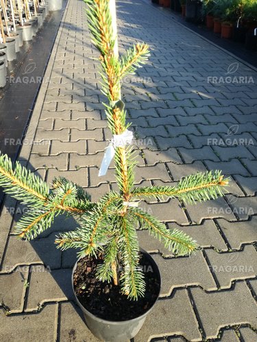 Közönséges lucfenyő Pendula Major, Picea abies 35 - 40 cm, kont. 3l