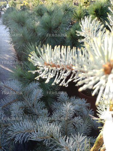 Ezüstfenyő  Edith, Picea pungens, 60 - 70 cm, kont. 5l