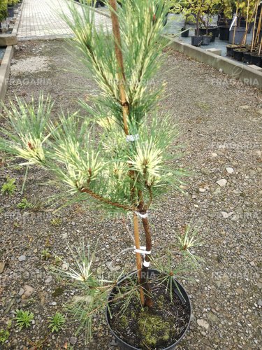Japán erdeifenyő Oculus Draconis, Pinus densiflora, 50 - 70 cm, kont. 5l