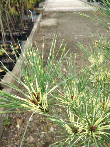 Japán erdeifenyő Oculus Draconis, Pinus densiflora, 50 - 70 cm, kont. 5l