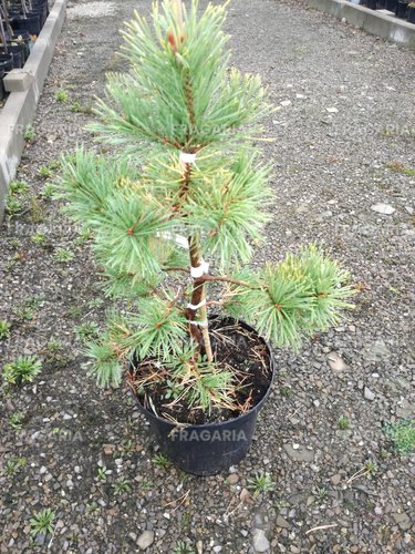 Erdeifenyő Aurea, Pinus sylvestris, 40 - 50 cm, kont. 5l