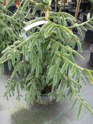 Keleti luc Aureospicata, Picea orientalis 90 -95 cm, kont. 15l