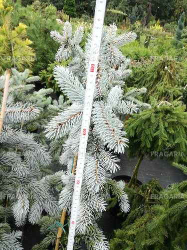 Ezüstfenyő Hoopsii, Picea pungens 100 - 115 cm, kont. 7l