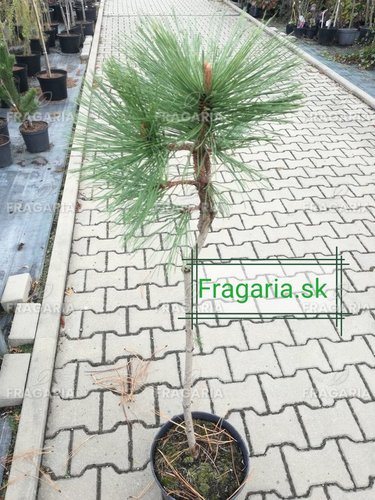 Jeffrey fenyő Joppi, Pinus jeffreyi Joppi, 50 - 55 cm, kont. 5l