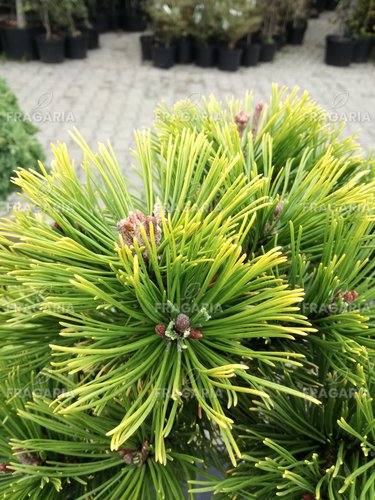 Havasi törpefenyő Ophir, Pinus mugo 80 - 90 cm, kont. 5l