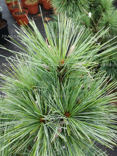 Törpefenyő, Wiethorst, Pinus x schwerinii, kont. C3,  20 – 40 cm