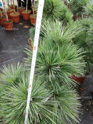 Törpefenyő, Wiethorst, Pinus x schwerinii, kont. C3,  20 – 40 cm