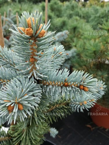 Ezüstfenyő  Fruhling Gold, Picea pungens, 30 - 40 cm, kont. 5l