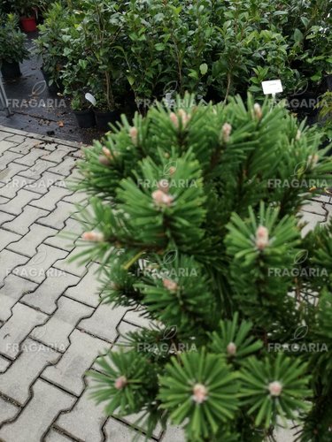 Havasi törpefenyő Benjamin, Pinus mugo, 50 - 80 cm, kont. 7l