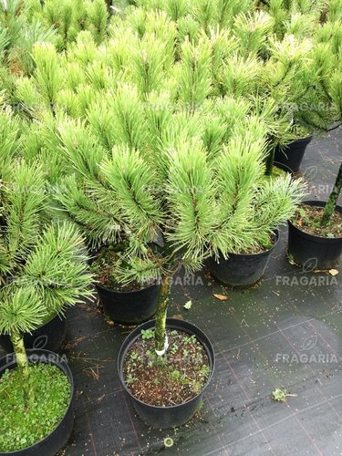 Havasi törpefenyő Golden Glow, Pinus mugo 60 - 70 cm, kont. 25l