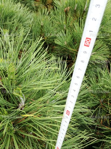 Feketefenyő Spielberg, Pinus nigra, 30 - 40 cm, kont. 5l