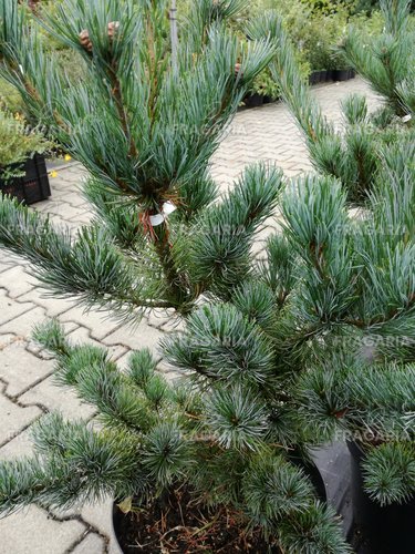 Japán selyemfenyő Tempelhof, Pinus parviflora, kont. C7 , 60-70 cm