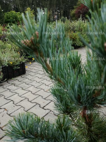 Japán selyemfenyő Tempelhof, Pinus parviflora, kont. C7 , 60-70 cm