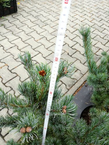 Japán selyemfenyő Tempelhof, Pinus parviflora, kont. C7 , 60-70 cm