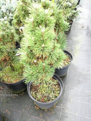 Feketefenyő Richard, Pinus nigra, 50 - 70 cm, kont. 10l