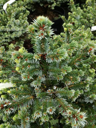 Szerb lucfenyő Pimoko, Picea omorika 25 - 35 cm, kont. 5l