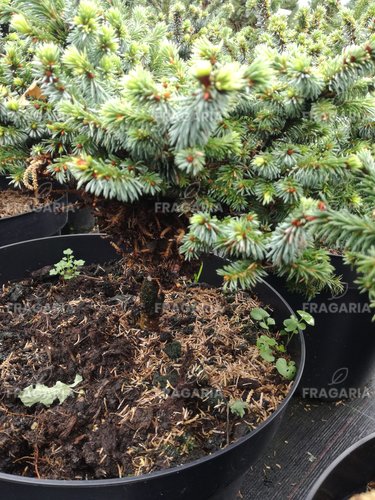 Szerb lucfenyő Pimoko, Picea omorika 25 - 35 cm, kont. 5l