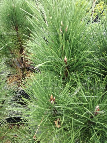 Feketefenyő Rondelo, Pinus nigra, 60 - 90 cm, kont. 7l