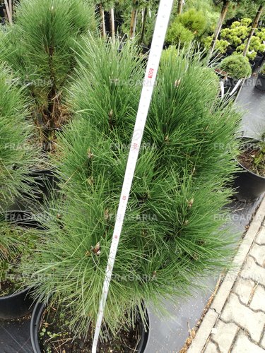 Feketefenyő Rondelo, Pinus nigra, 60 - 90 cm, kont. 7l