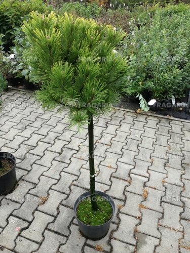 Feketefenyő  Globosum , Pinus nigra 40 - 90 cm, kont. 5l