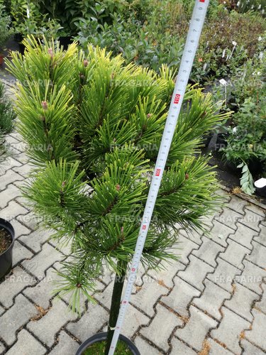 Feketefenyő Globosum, Pinus nigra 60 - 90 cm, kont. 5l