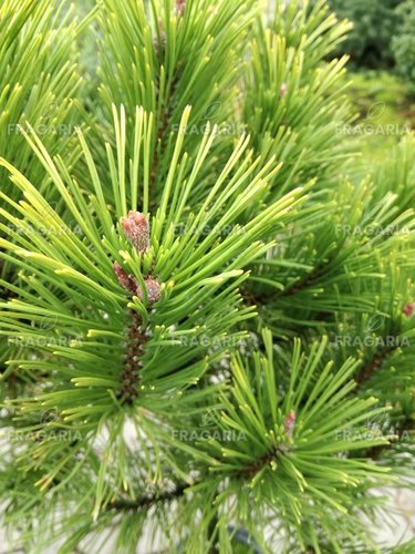 Feketefenyő  Globosum , Pinus nigra 40 - 90 cm, kont. 5l