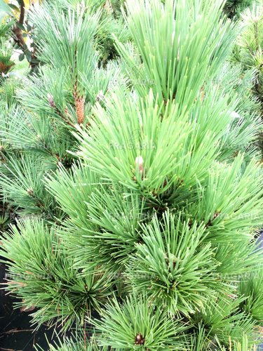 Havasi törpefenyő Misty, Pinus mugo, 90 - 100 cm, kont. 15l
